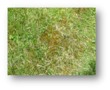 Load image into Gallery viewer, Soil Enrichment/Moss
