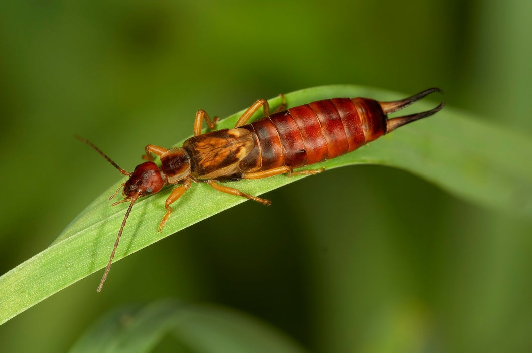 Earwig Control